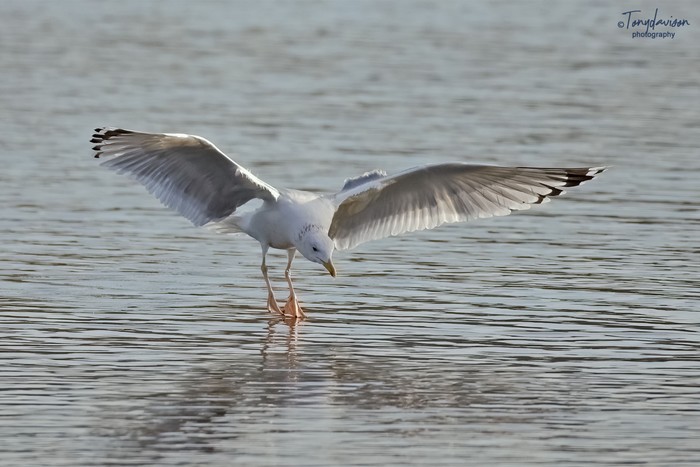 Caspian Gull