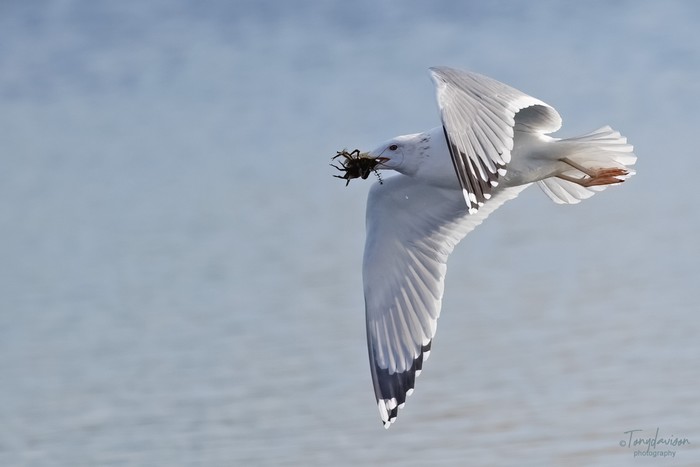 Caspian Gull