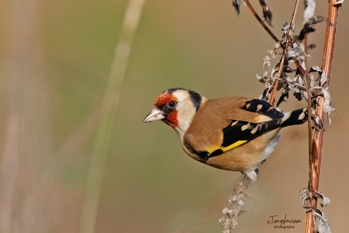 Goldfinch
