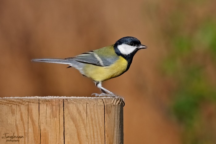 Great Tit