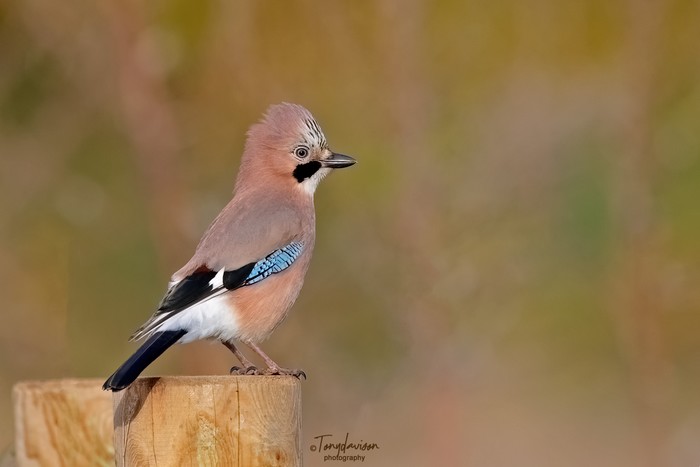 Jay