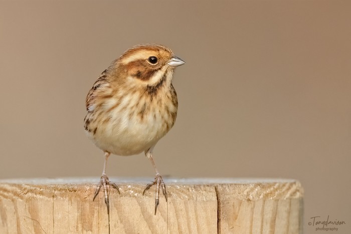 Reed Bunting