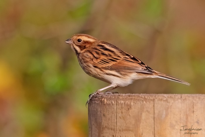 Reed Bunting