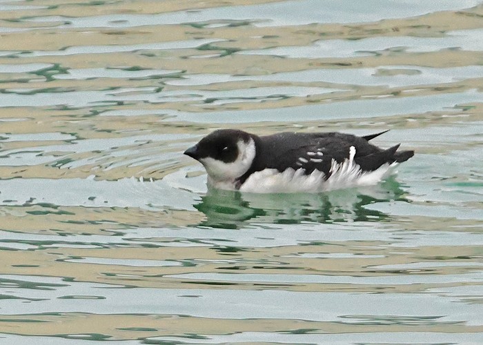 Little Auk