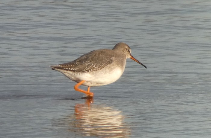 Spotted Redshank