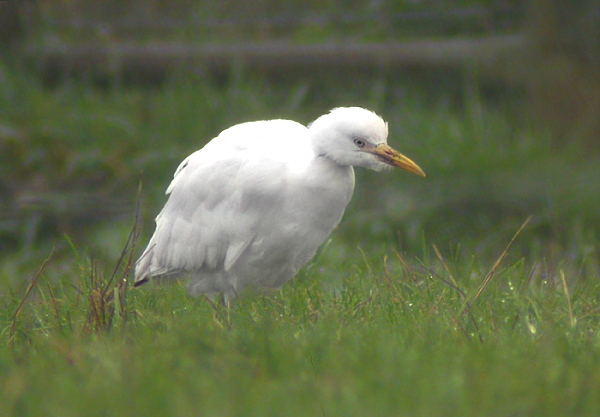 Cattle Egret