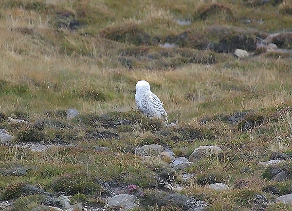 Snowy Owl