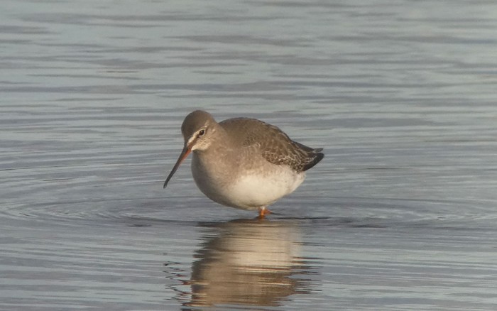 Spotted Redshank