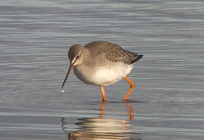 Spotted Redshank