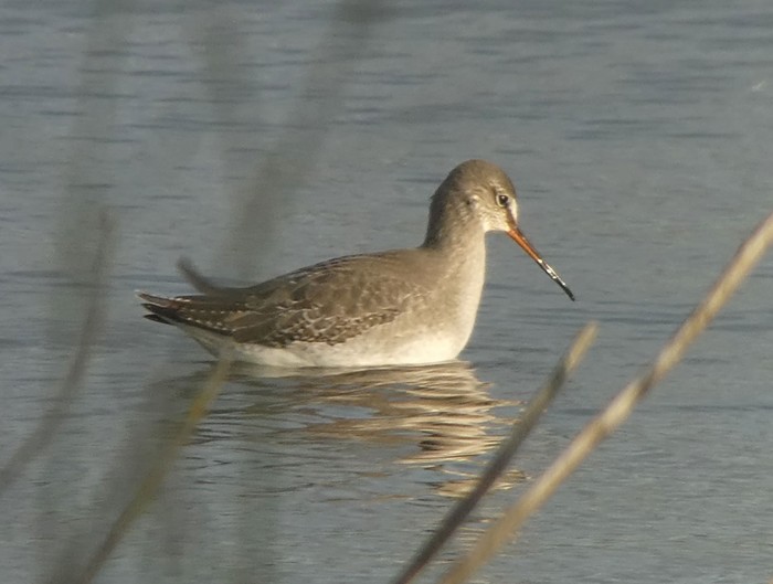Spotted Redshank