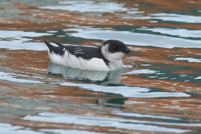 Little Auk