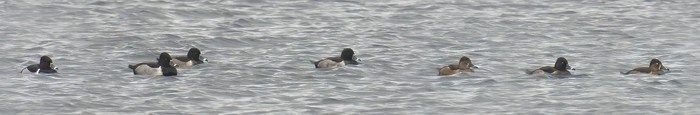 Ring-necked Duck