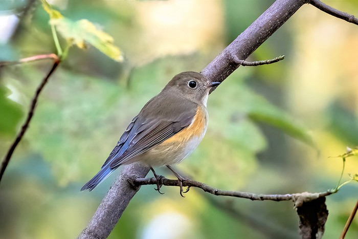 Red-flanked Bluetail
