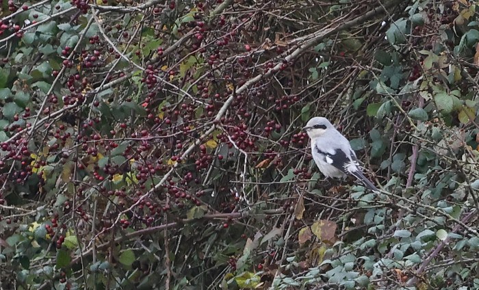 Great Grey Shrike