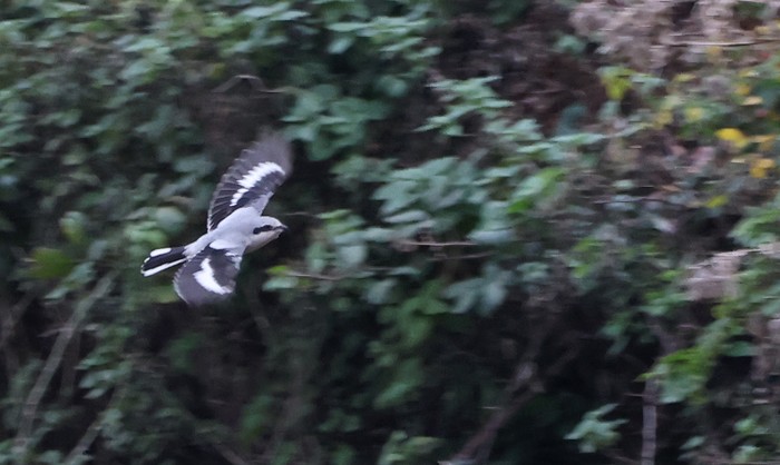 Great Grey Shrike
