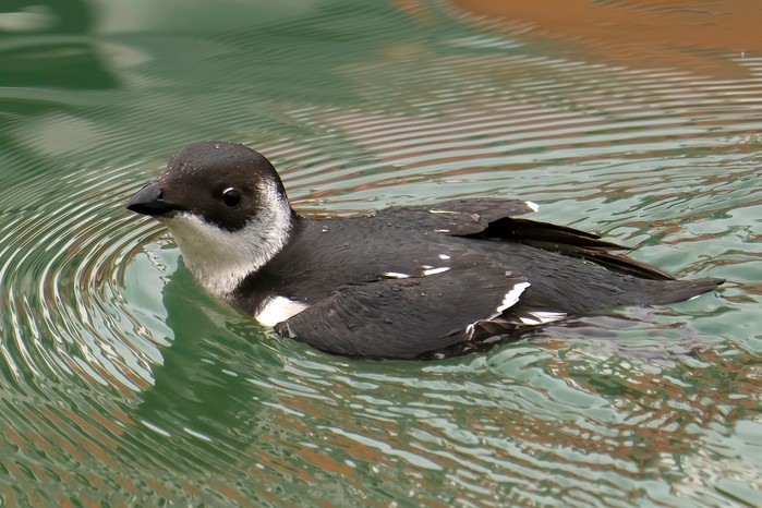 Little Auk