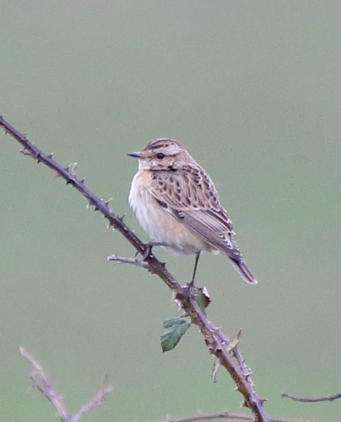 Whinchat