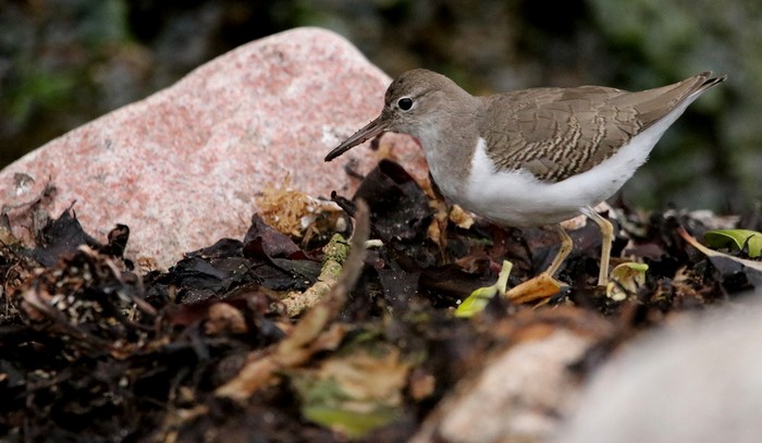 Spotted Sandpiper