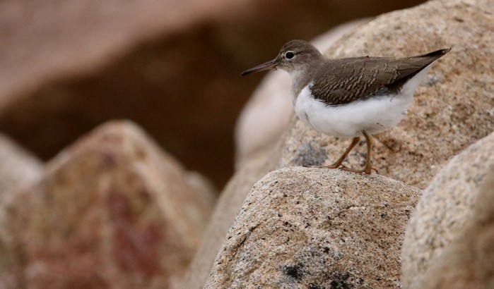 Spotted Sandpiper