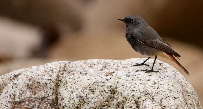 Black Redstart