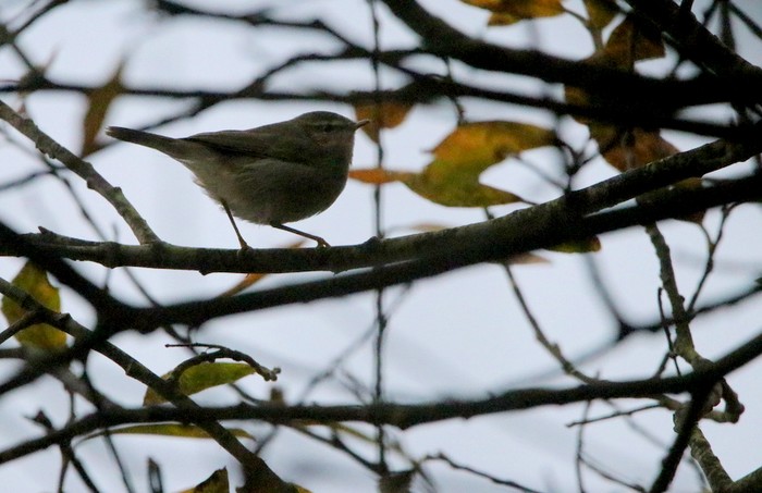 Dusky Warbler