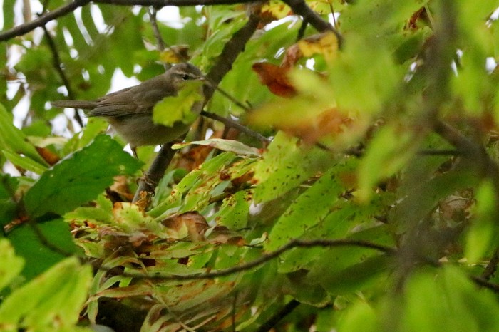 Dusky Warbler