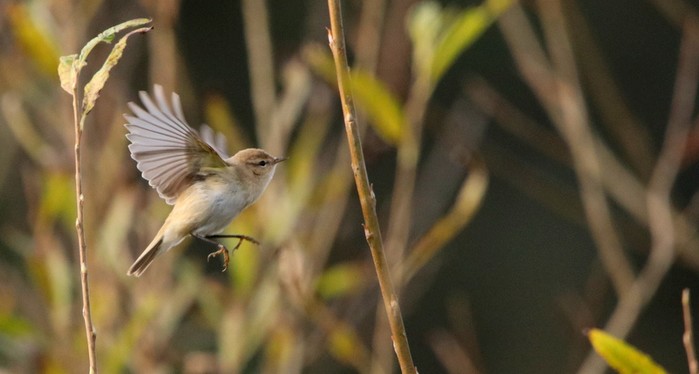 Siberian Chiffchaff