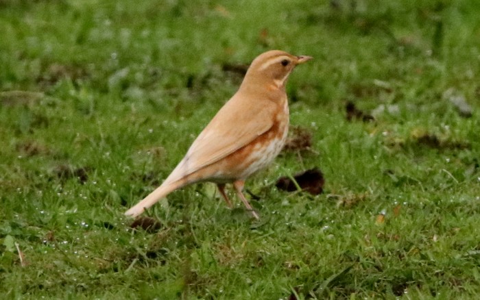 Redwing