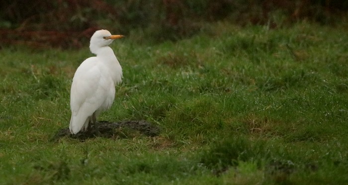 Cattle Egret