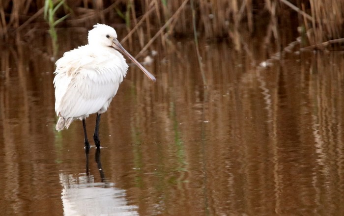 Spoonbill