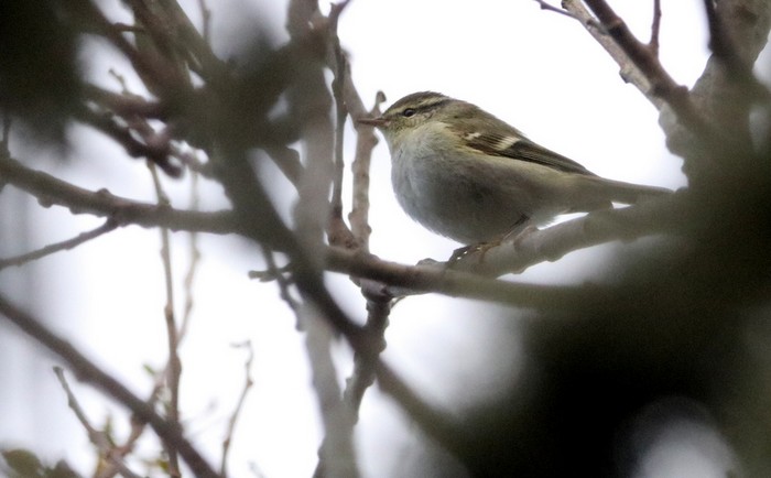 Yellow-browed Warbler