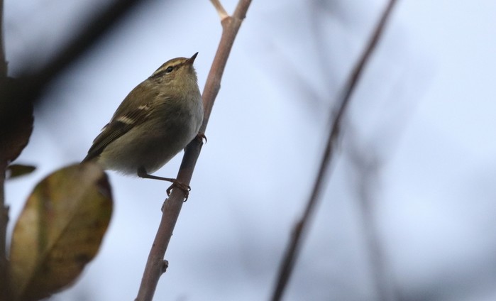 Yellow-browed Warbler