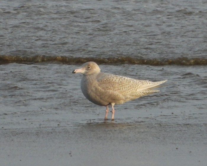Glaucous Gull