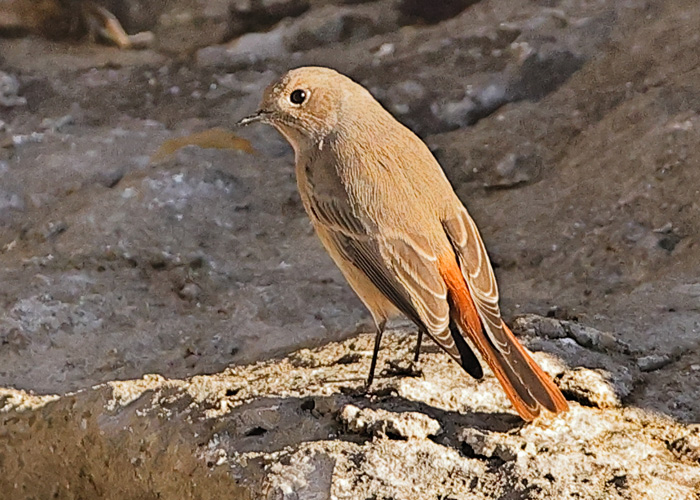 Black Redstart