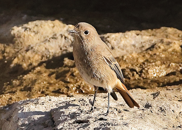 Black Redstart