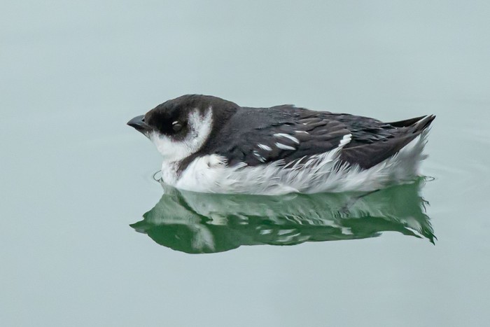 Little Auk
