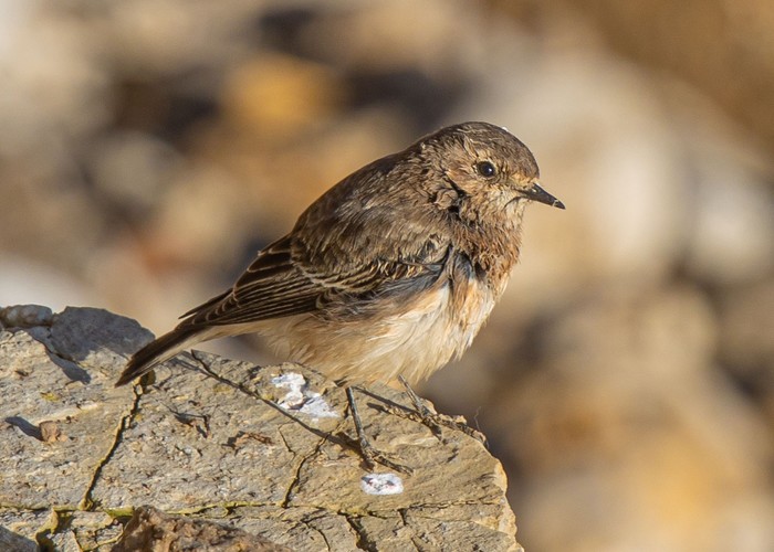 Pied Wheatear