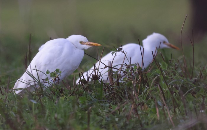 Cattle Egret