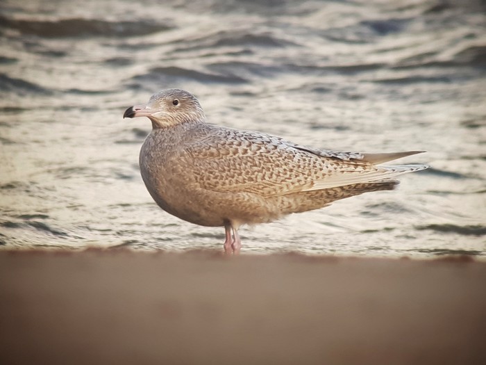 Glaucous Gull