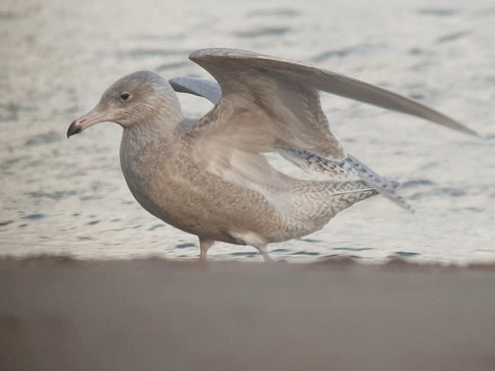 Glaucous Gull