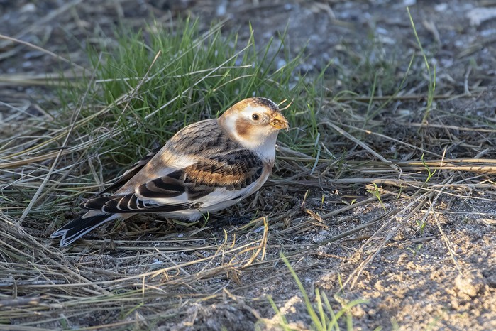 Snow Bunting