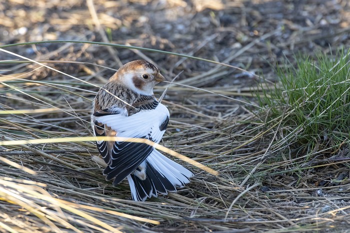 Snow Bunting