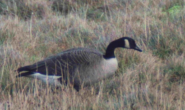 Todd's Canada Goose
