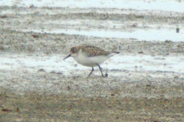 Semipalmated Sandpiper