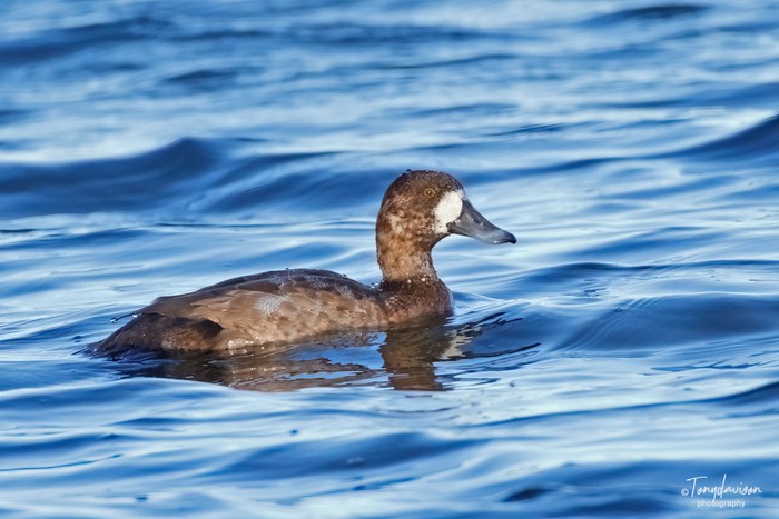 Scaup