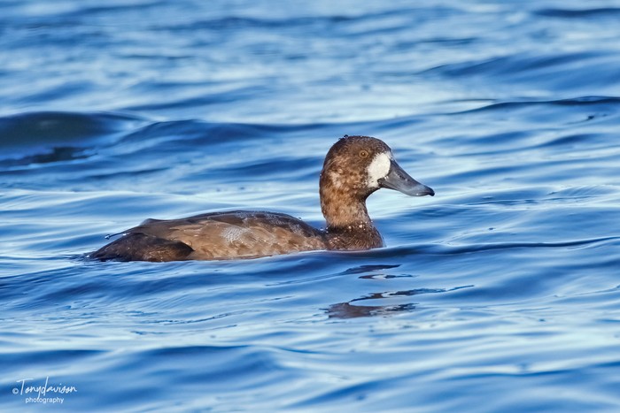Scaup