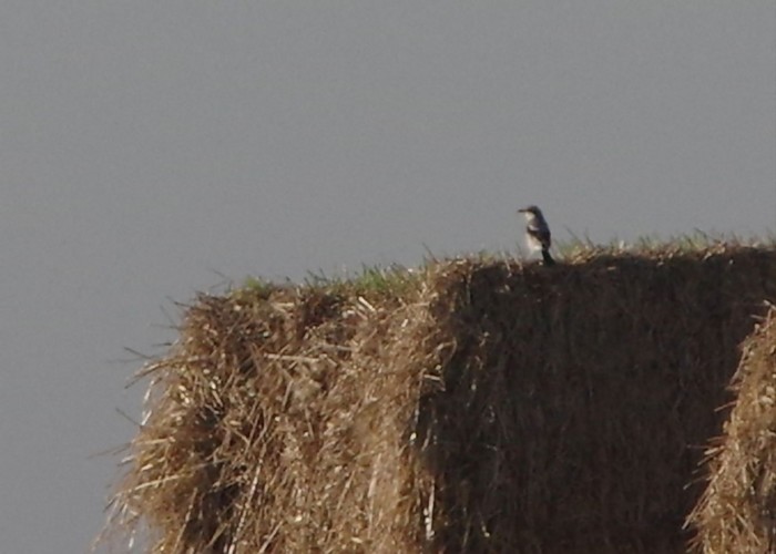 Great Grey Shrike