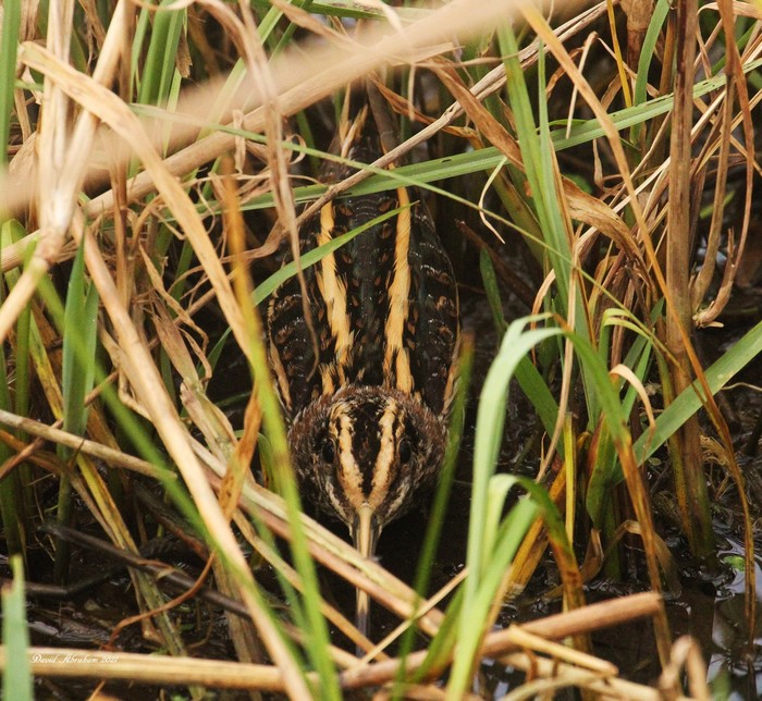 Jack Snipe 