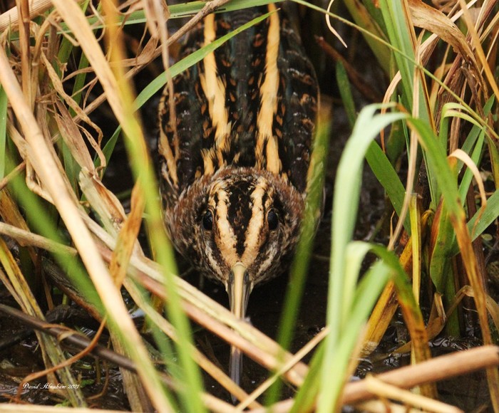 Jack Snipe 