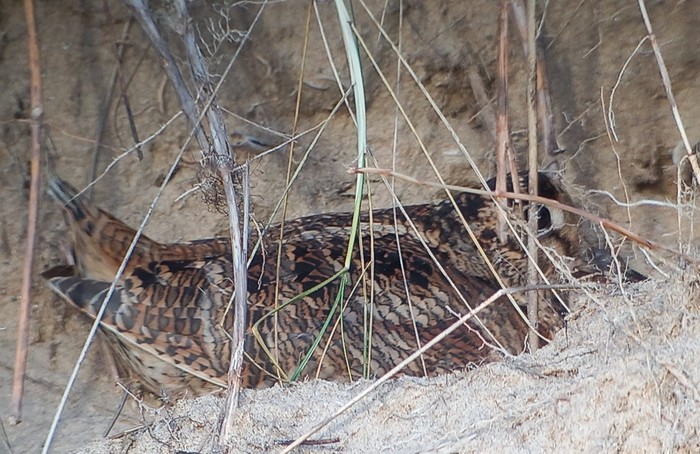 Woodcock